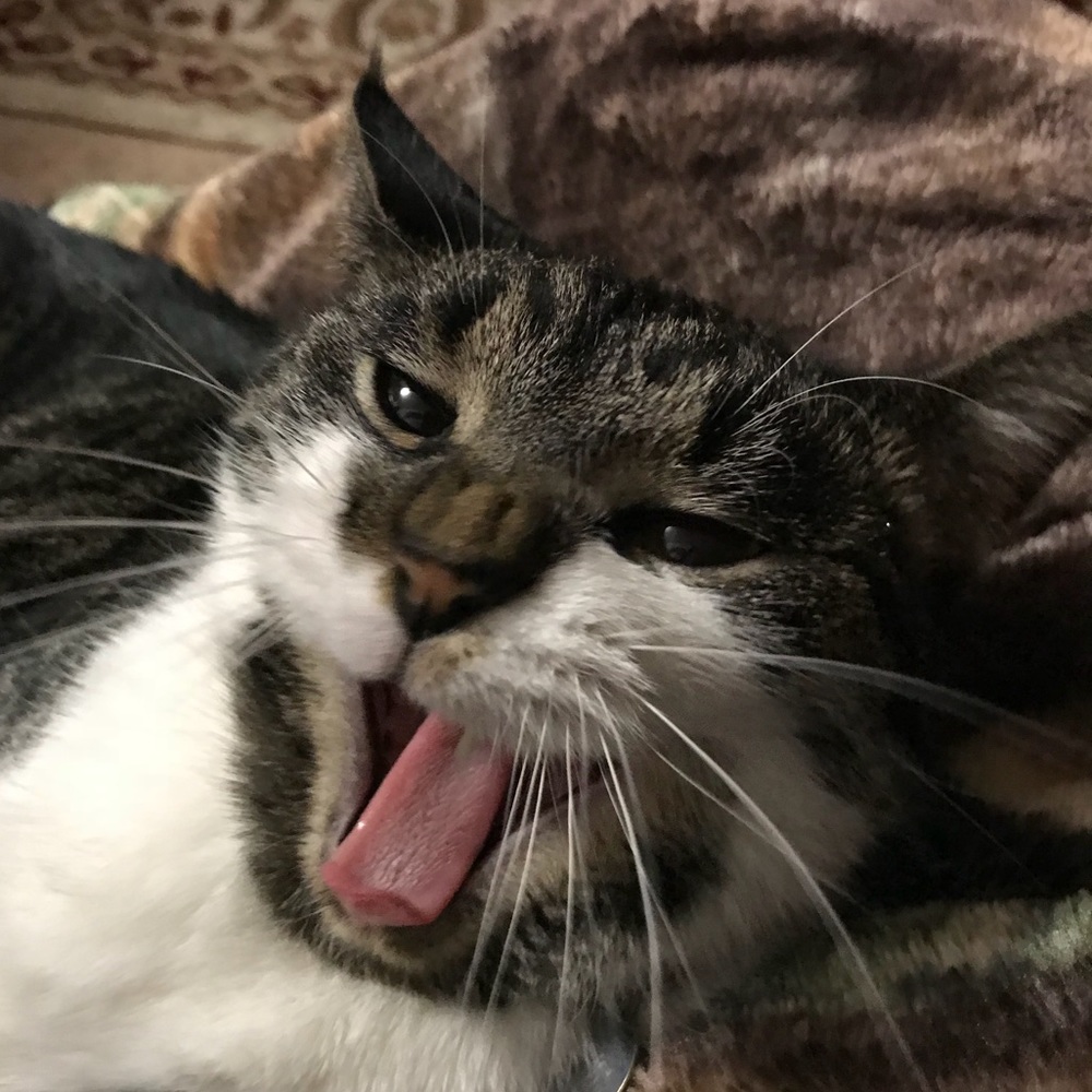 Meet your Posher, Farhat